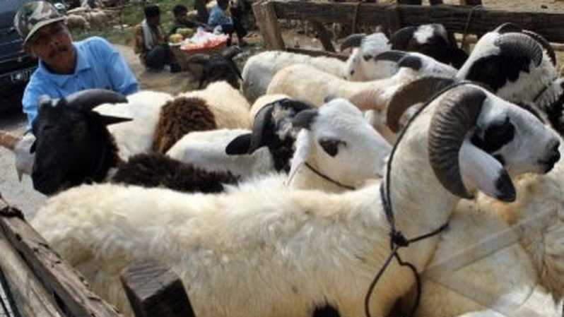 Baznas Lamteng Kurbankan 100 Ekor Kambing untuk 6 Kecamatan