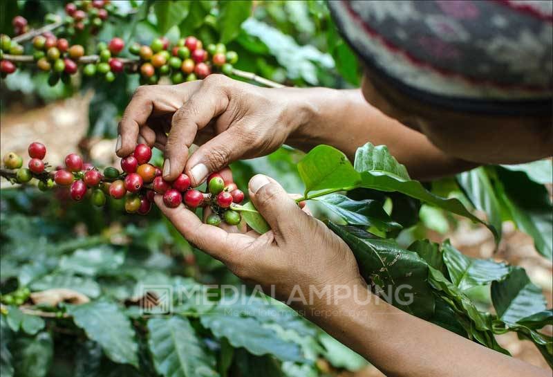 Inovasi Tingkatkan Produksi Kopi, Perlu Kolaborasi Petani dan Penyuluh