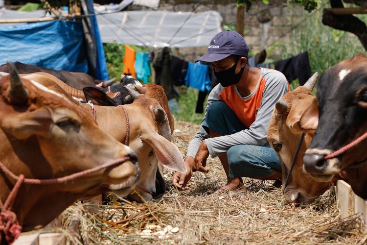 Pemkab Lamteng Kurban 10 Sapi