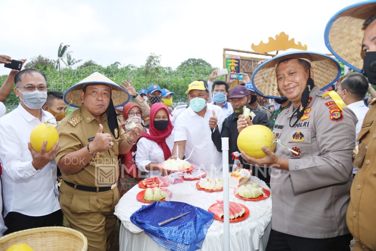 Arinal Panen Perdana Melon dan Semangka di Agrowisata Hortipark Pesawaran