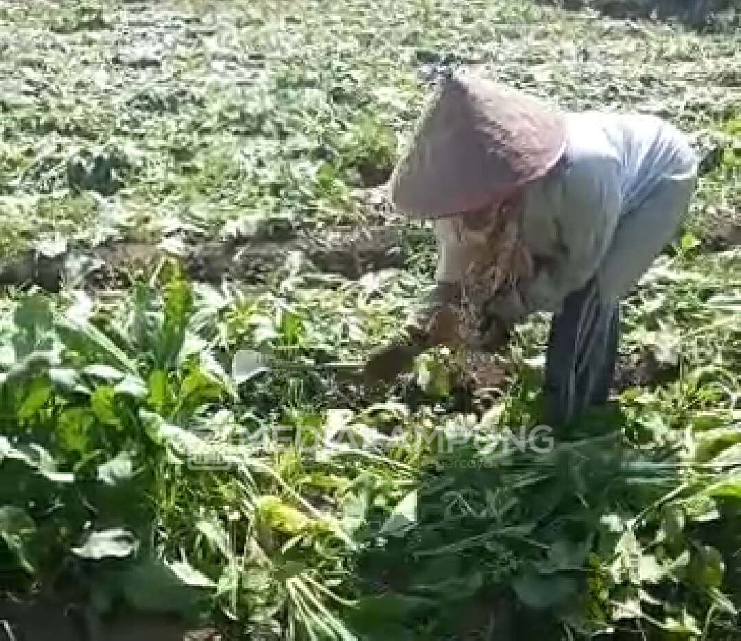 Kecewa Harga Anjlok, Petani Pilih Babat Habis Tanaman Sayurnya