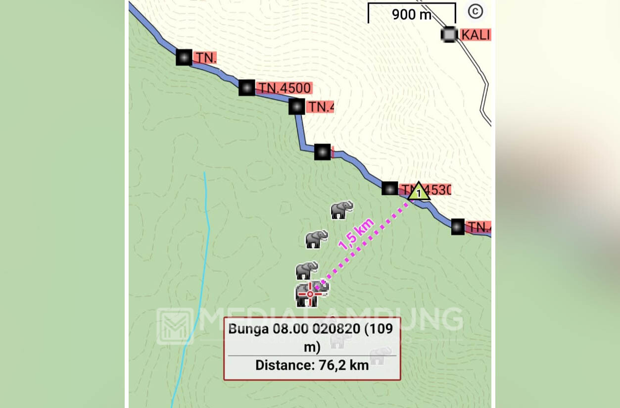 Waspada ! 12 Ekor Gajah Hanya Berjarak 1,5 KM dari Areal Perkebunan Warga Suoh