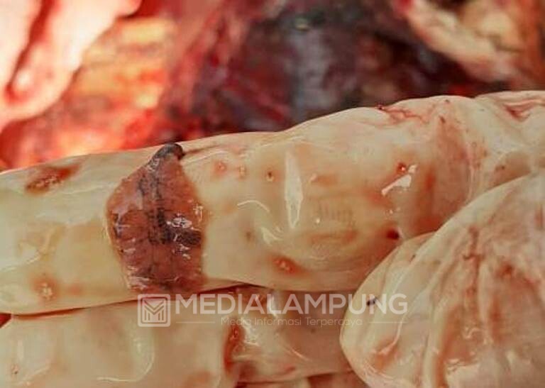 18 Sapi Kurban Terjangkit Cacing Hati di Pesbar