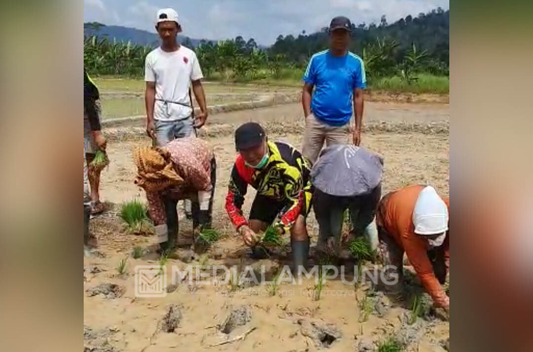 Antisipasi Krisis Pangan, Mukhlis Basri Gerakkan Tanaman Pangan Tambahan 