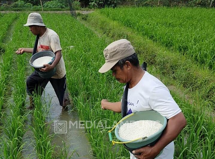 Hasil Panen Lebih Baik, Petani Gunakan Pupuk Berimbang NPK Phonska Plus