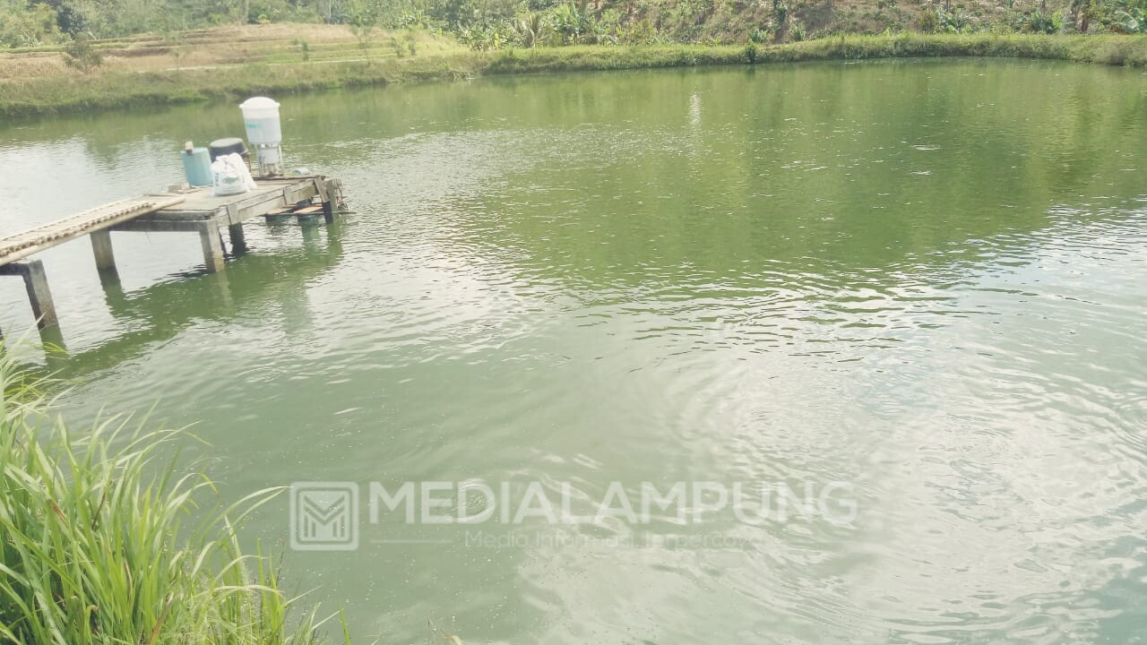 Pemasaran Ikan Nila Hasil Budidaya di Lambar Terhambat