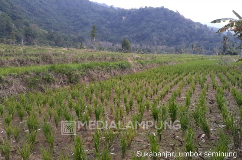 Kesulitan Air, 70 Hektar Sawah Tadah Hujan Tak Digarap 