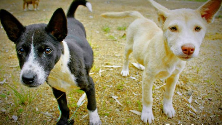 Antisipasi Serangan HPR, Pekon Larang Warga Liarkan Anjing Peliharaan