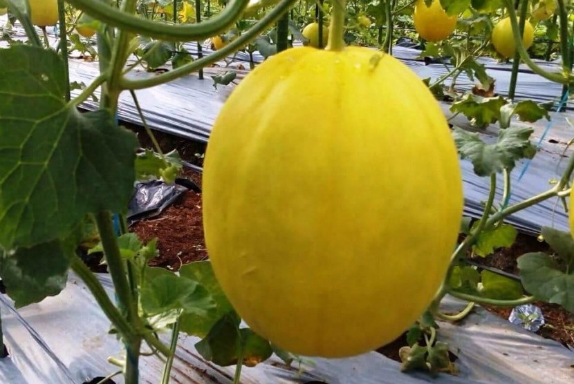 Hortipark Desa Negerisakti Bakal Gelar Panen Perdana Golden Melon