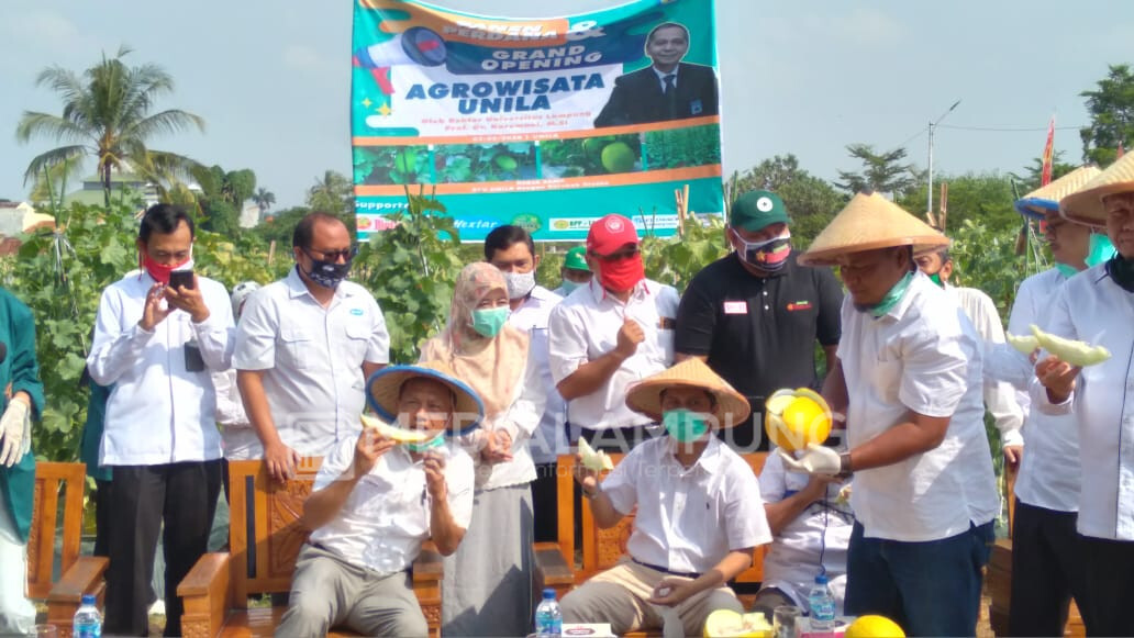 Rektor Unila Panen Perdana Melon di Kebun Agrowisata Unila
