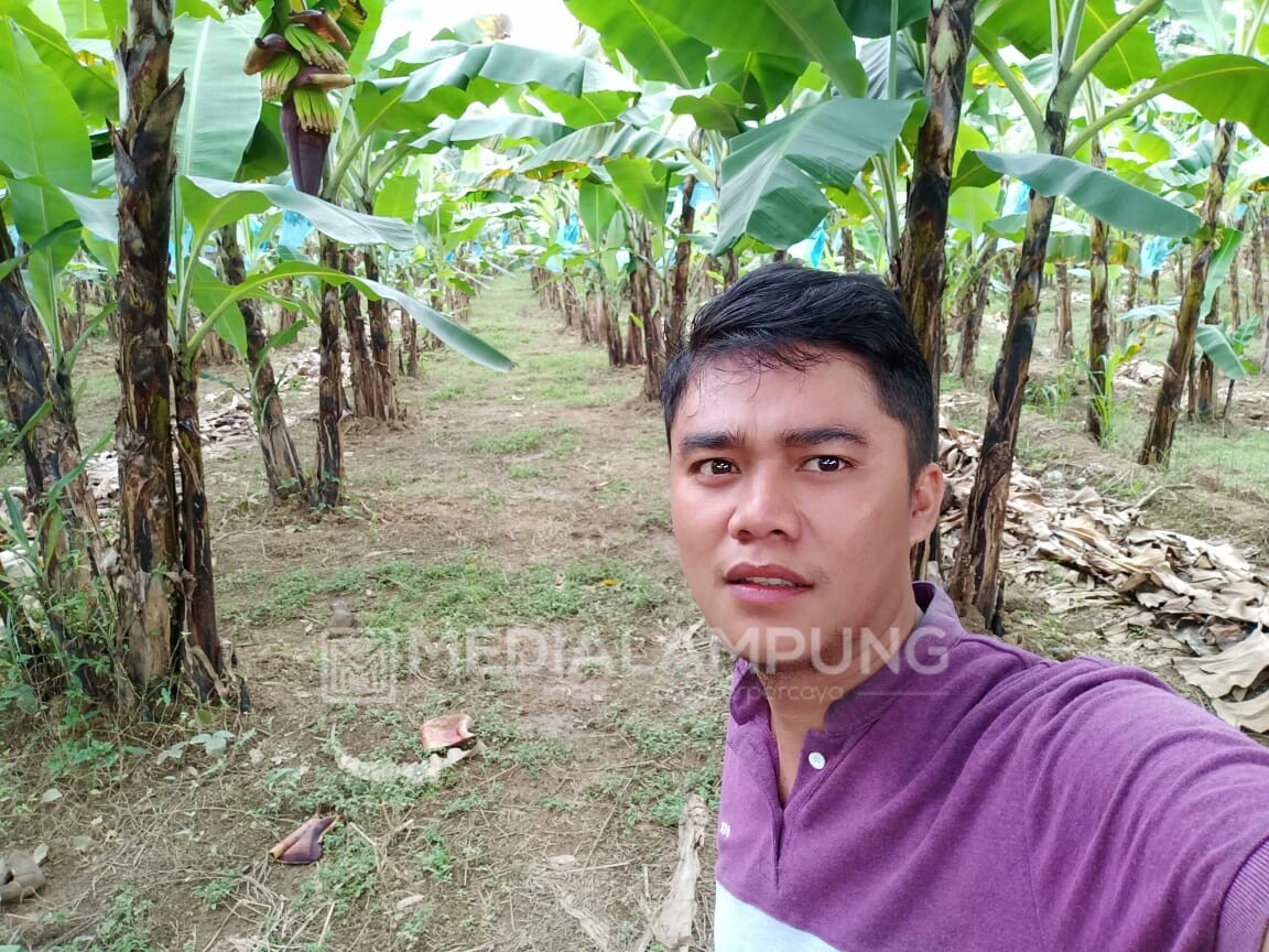 Sukaraja Targetkan Jadi Sentra Tanaman Pisang Cavendish