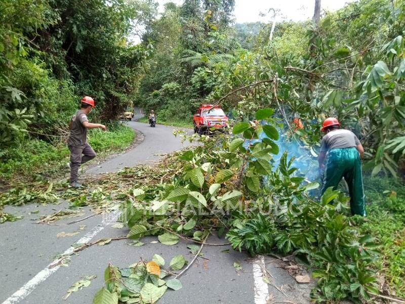 TRC BPBD Lambar Bersihkan Pohon Tumbang di Jalur Liwa-Krui