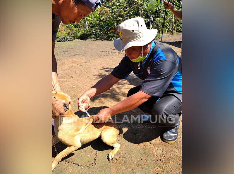 Petugas Vaksin Puluhan Ternak Anjing Milik Warga Pekon Muarajaya l