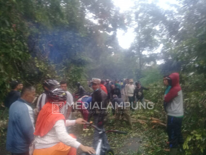Pohon Tumbang Tutup Jalan Penghubung Kecamatan Sumberjaya Menuju  Kebun Tebu 