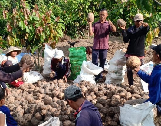 Luar Biasa, Petani Porang Suoh Raup Hasil Rp120 Juta dalam Sekali Panen