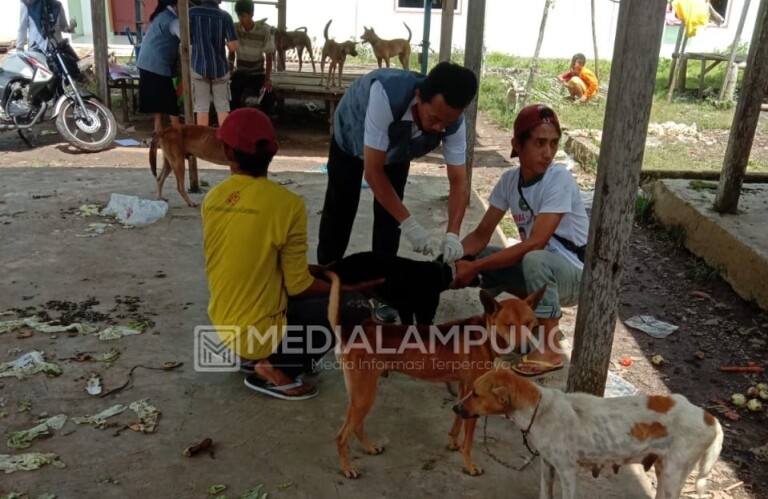 Vaksinasi Rabies di Lambar Lampaui Target 