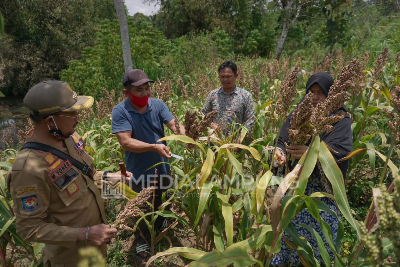 Tanaman Sorgum Program Pangan Mandiri (PM) Lambar Berbuah Lebat