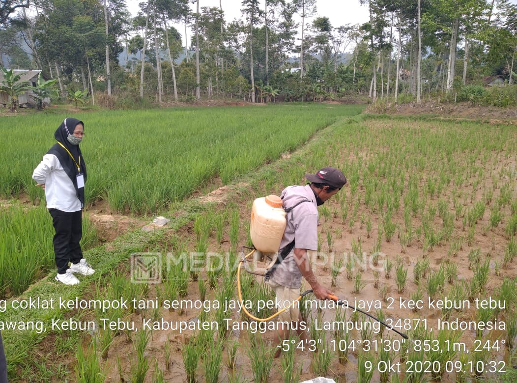 BPP Gerak Tangani Serangan Hama Wereng di Kebuntebu