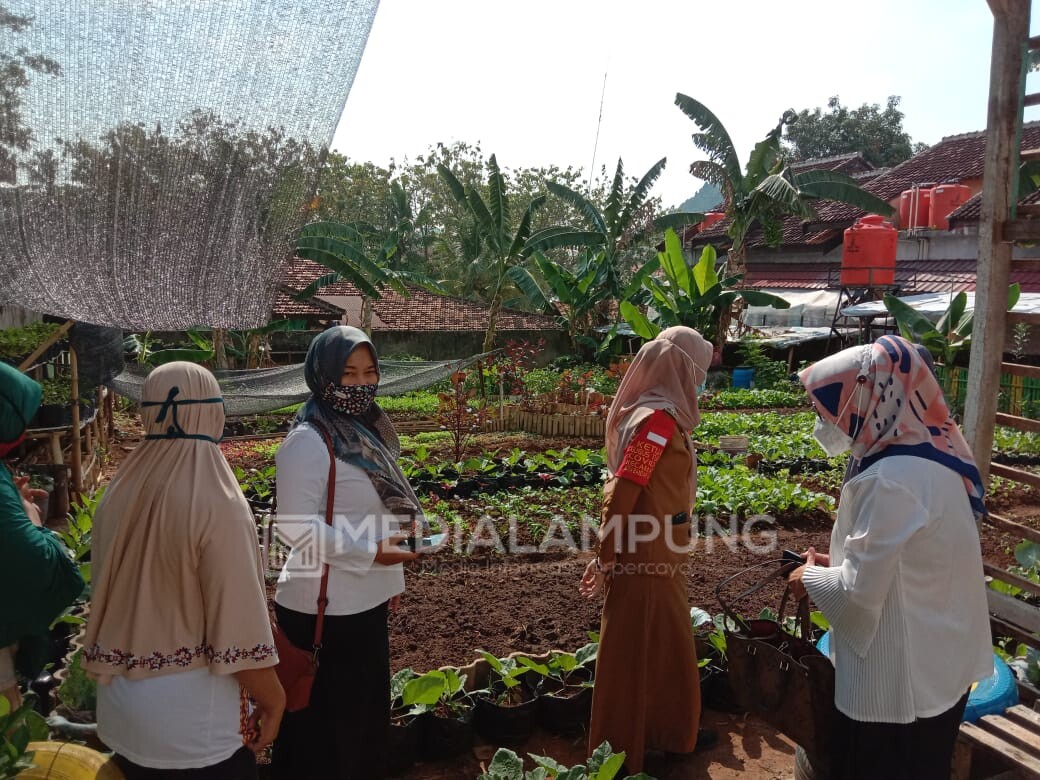 Camat Kedaton Bersama Kadis Pertanian Bandarlampung Kunjungi Kawasan Hijau 