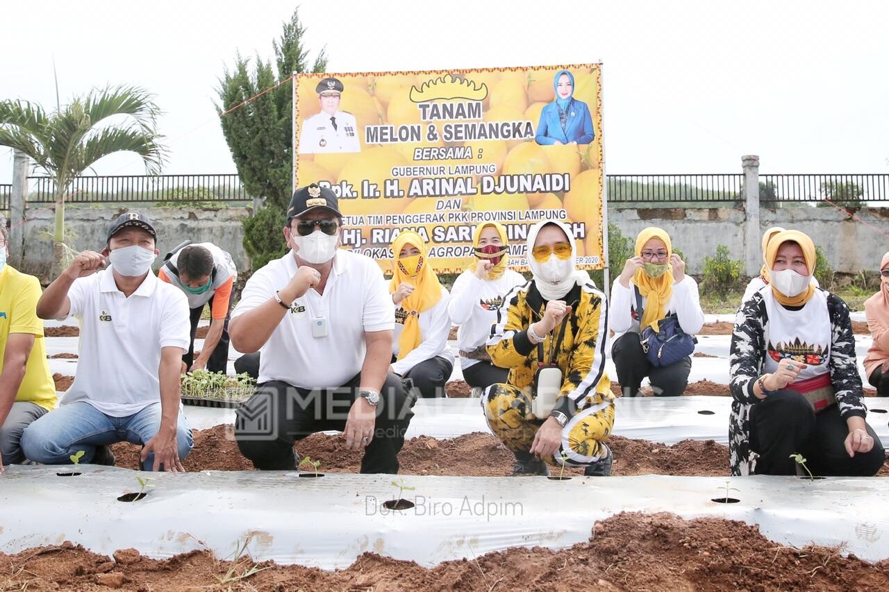 Arinal dan Riana Tanam Melon-Semangka di PKK Agropark Lampung