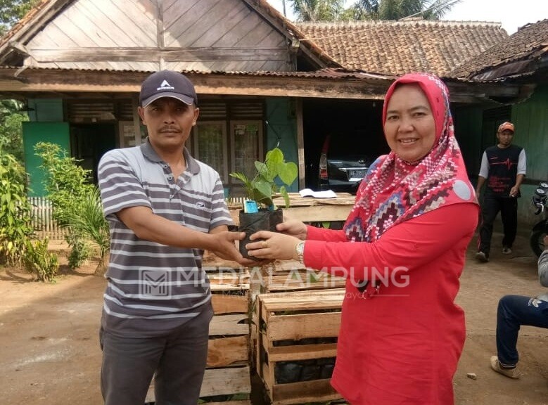 Bantu Petani, Disbunnak Lambar Bagikan Bantuan Bibit Lada