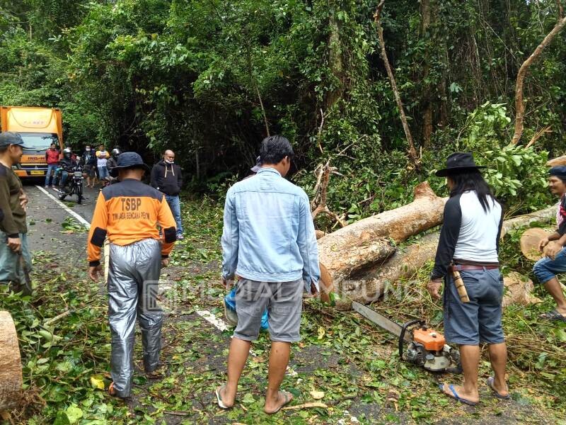 Angin Kencang, Pohon Ukuran Besar Tumbang di Jalinbar Krui-Tanggamus