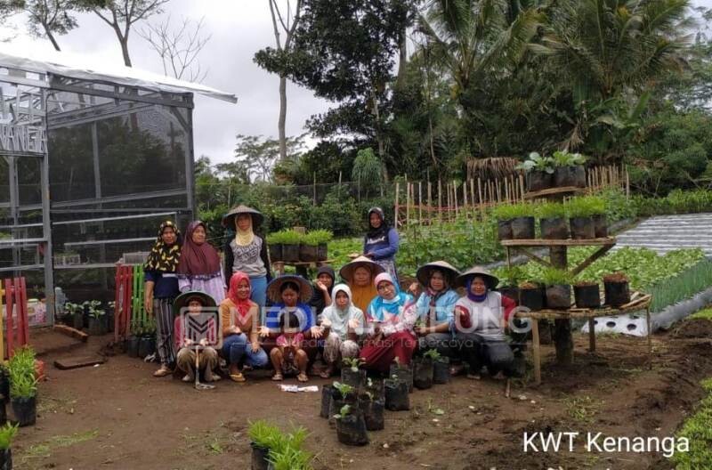 KWT Kenanga Sukarame Sukses Budidayakan Beragam Tanaman Sayuran