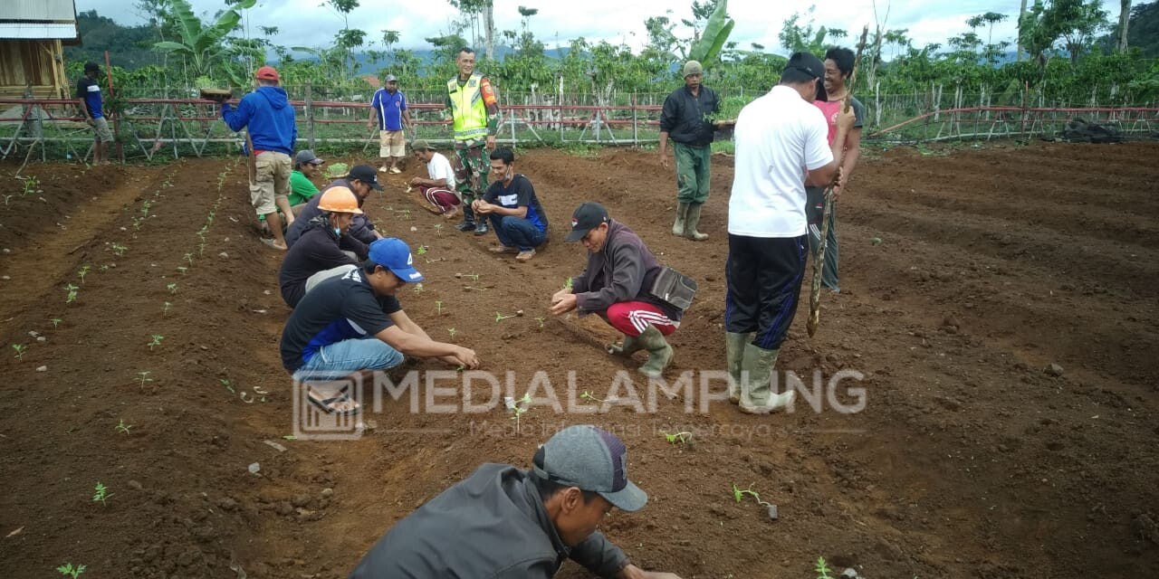 Tunjang PM, Warga Pekon Sukadamai Bangun Lahan Ketahanan Pangan 