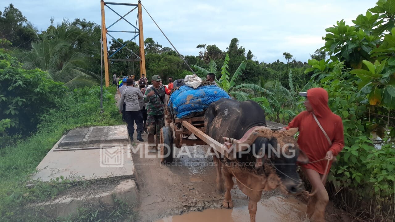 Tetap Gunakan Gerobak Sapi, Logistik dari Pekon Terpencil Sudah Bergeser ke PPK