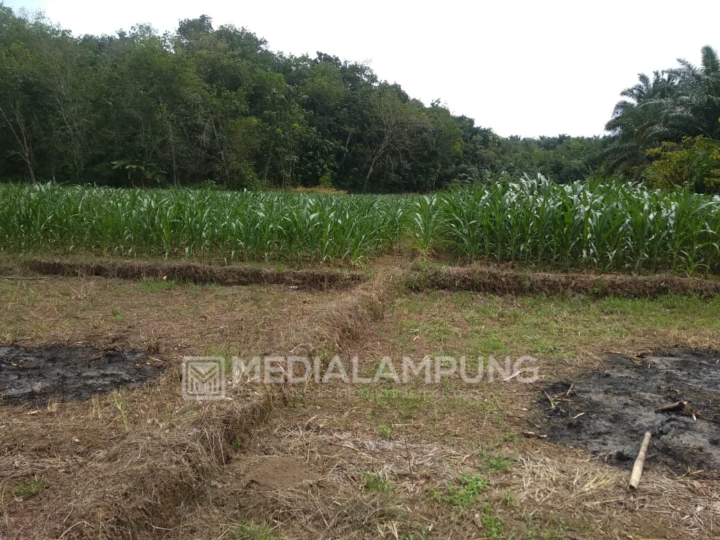 Alami Kekeringan, Petani di Bengkulu Jaya Tanami Sawah dengan Jagung
