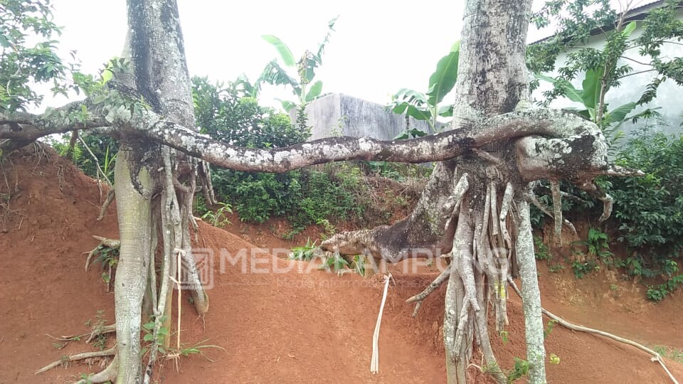 Pohon Aneh Ditemukan Tumbuh di Basungan 