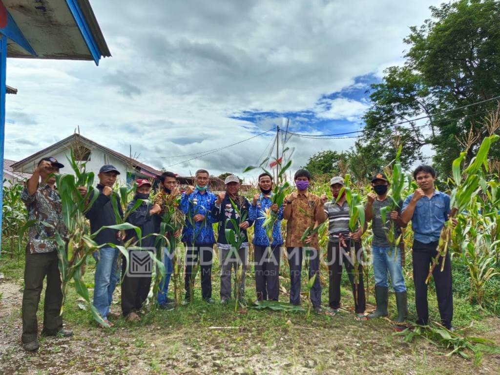 Lagi, Gerakan Pangan Mandiri di Pekon Kenali Tunjukan Hasil 