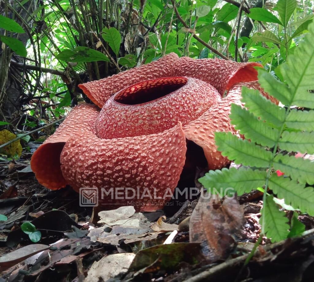 Bunga Rafflesia Arnoldi Kembali Mekar Sempurna