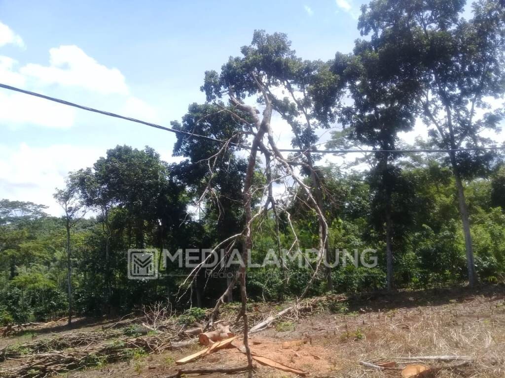 Listrik Sering Padam, PLN Waykanan Salahkan Kurangnya Kesadaran Warga