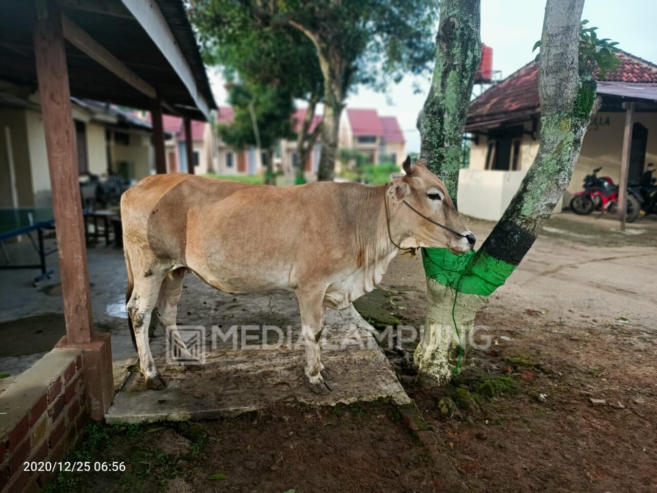 Satu Pencuri Sapi Diringkus Polisi, Satu Pelaku Lain Berstatus DPO