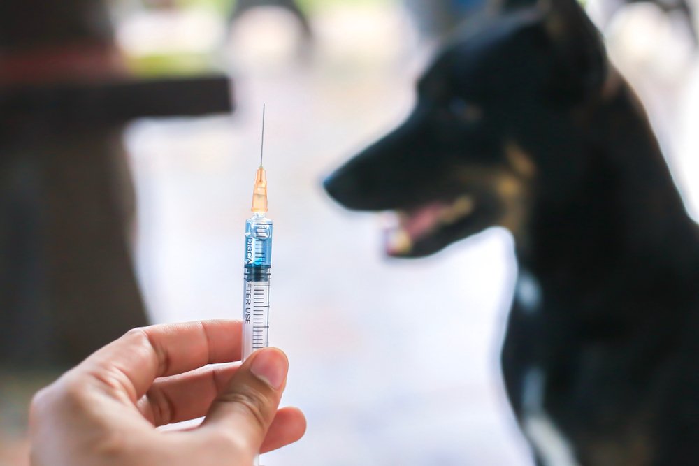 Pasca Insiden Gigitan Anjing di Kasui, 62 Hewan Peliharaan Divaksin Rabies
