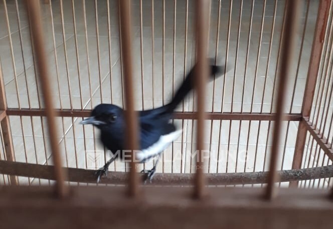 Pencuri Burung Pekicau di Lamteng Berhasil Dibekuk