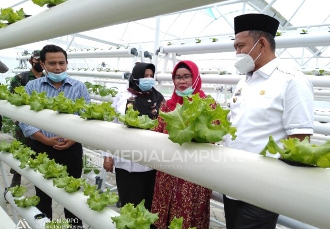 Fauzi Ajak Kalangan Milenial Bertani Hidroponik