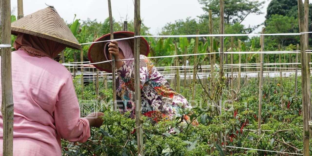 Cabai Merah Keriting 'Merajai' Harga Komoditas Hortikultura
