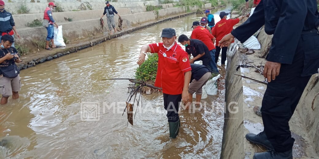 Semarak HUT PDIP, Mukhlis Basri Bersama Kader Tanam Pohon dan Bersihkan DAS Way Besai