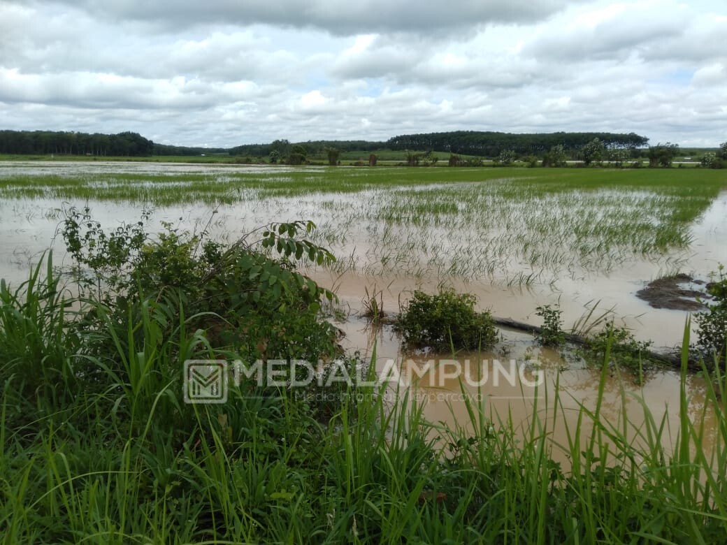 Terendam Banjir, Ratusan Hektar Sawah di Waykanan Puso