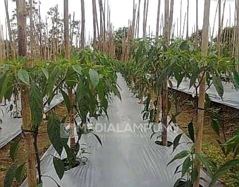 Kelompok Tani di Kampung Negeri Baru Dorong Pemanfaatan Lahan Pekarangan