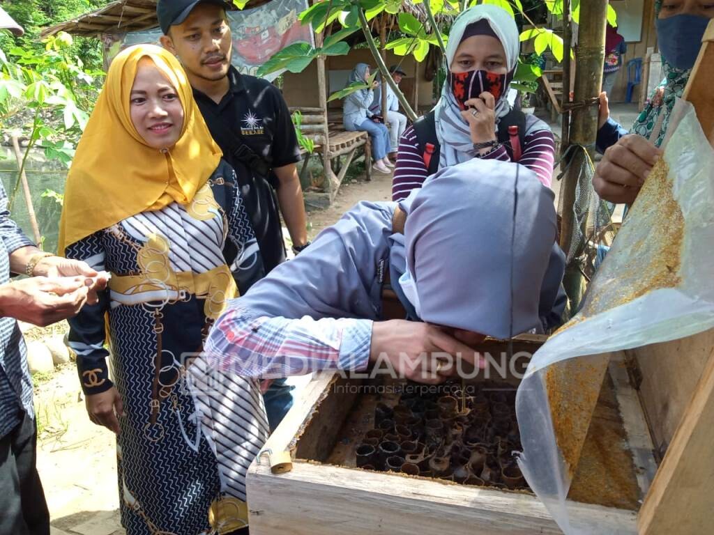 Poktan Bintingjaya Budidaya Lebah Klanceng