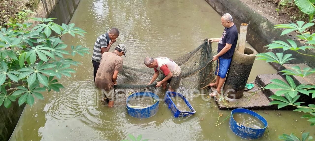 Produksi Ikan di Pringsewu Capai 11.816 Ton