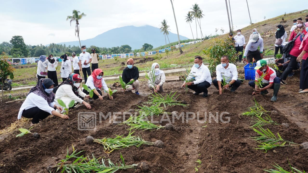 Bupati Lamsel Tanam 150 Jenis Toga