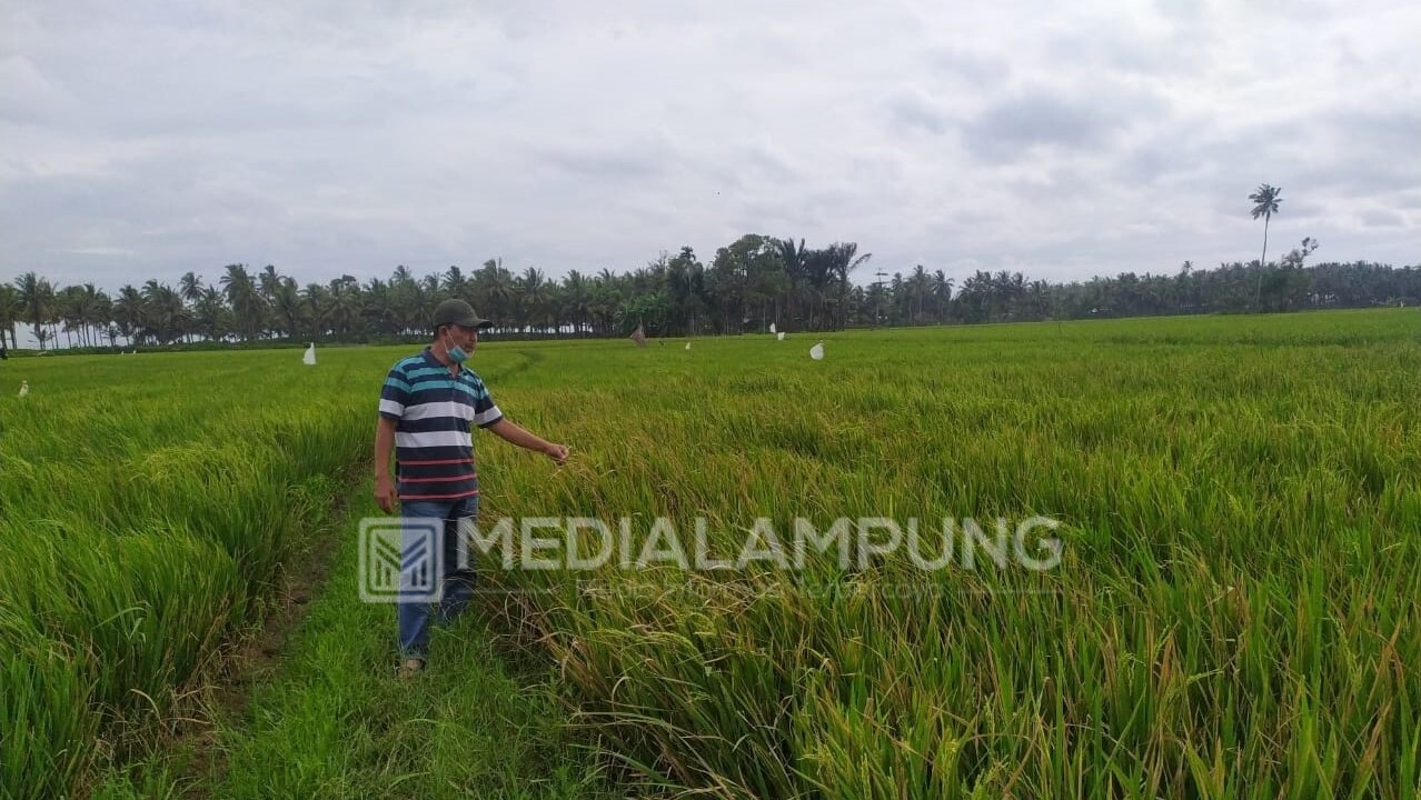 Jelang Panen, Tanaman Padi Terserang Gejala Kresek