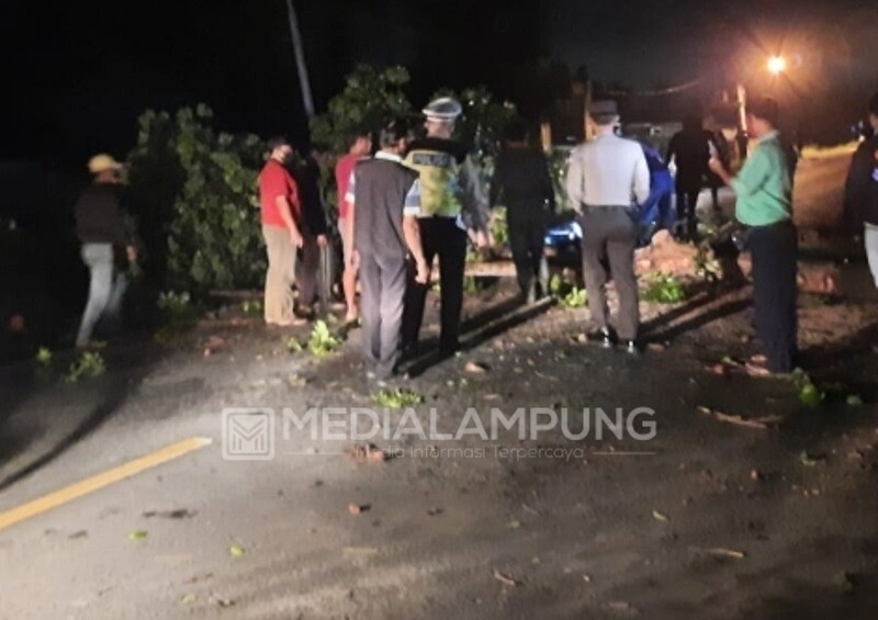 Pohon Tumbang di Jalinbar Gadingrejo Sempat Timbulkan Kemacetan