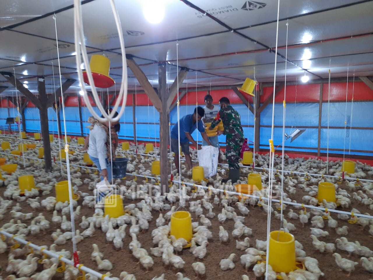 Tingkatkan Ekonomi, Babinsa Bangun Usaha Ternak Ayam
