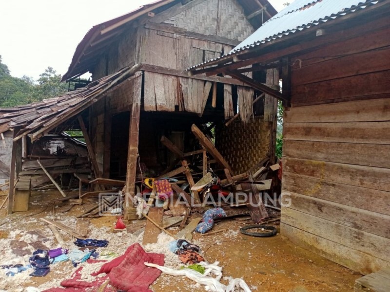 Kawanan Gajah Kembali Mengamuk, 48 Rumah Warga BNS Rusak Parah