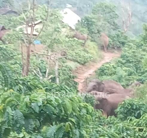 Total 50 Rumah Warga BNS Dirusak Kawanan Gajah, TNBBS Janji Segera Datangkan Mahout 